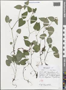 Viola canina L., Eastern Europe, Lower Volga region (E9) (Russia)