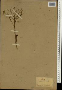 Aster tataricus L. fil., South Asia, South Asia (Asia outside ex-Soviet states and Mongolia) (ASIA) (Japan)