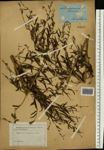 Lithospermum officinale L., Eastern Europe, South Ukrainian region (E12) (Ukraine)