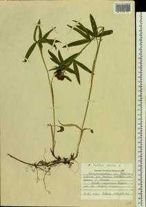 Trifolium alpestre L., Eastern Europe, South Ukrainian region (E12) (Ukraine)
