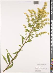 Solidago ×niederederi Khek, Eastern Europe, Central region (E4) (Russia)