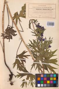 Delphinium cuneatum Steven ex DC., Eastern Europe, Central forest-and-steppe region (E6) (Russia)