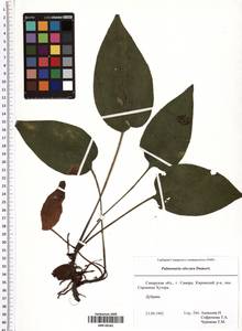 Pulmonaria obscura Dumort., Eastern Europe, Middle Volga region (E8) (Russia)