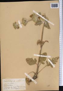 Phlomoides arctifolia (Popov) Adylov, Kamelin & Makhm., Middle Asia, Pamir & Pamiro-Alai (M2) (Tajikistan)