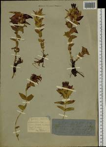 Gentiana septemfida subsp. septemfida, Siberia, Western (Kazakhstan) Altai Mountains (S2a) (Kazakhstan)