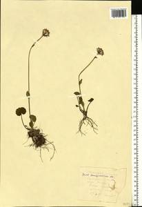 Homogyne alpina (L.) Cass., Eastern Europe, West Ukrainian region (E13) (Ukraine)