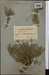 Nitrosalsola orientalis (S. G. Gmel.) Theodorova, Middle Asia, Western Tian Shan & Karatau (M3) (Kazakhstan)
