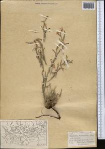 Acantholimon setiferum Bunge, Middle Asia, Western Tian Shan & Karatau (M3) (Kazakhstan)