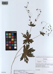 KUZ 000 296, Geranium albiflorum Ledeb., Siberia, Altai & Sayany Mountains (S2) (Russia)