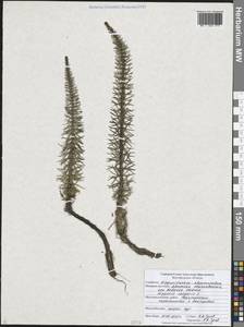 Hippuris vulgaris L., Eastern Europe, Central forest-and-steppe region (E6) (Russia)