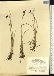 Carex krascheninnikovii Kom. ex V.I.Krecz., Siberia, Russian Far East (S6) (Russia)