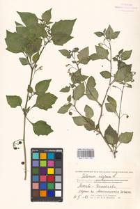 Solanum nigrum L., Eastern Europe, Moscow region (E4a) (Russia)