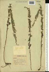 Artemisia pontica L., Eastern Europe, Eastern region (E10) (Russia)