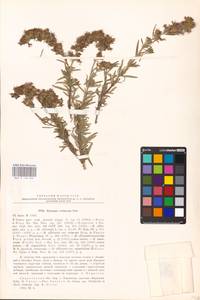 MHA 0 156 634, Hyssopus officinalis subsp. montanus (Jord. & Fourr.) Briq., Eastern Europe, Lower Volga region (E9) (Russia)