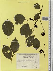 Alnus japonica (Thunb.) Steud., Siberia, Russian Far East (S6) (Russia)