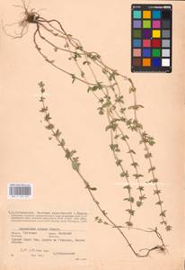 MHA 0 156 544, Clinopodium acinos (L.) Kuntze, Eastern Europe, Central region (E4) (Russia)