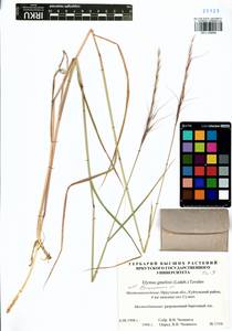 Elymus gmelinii (Trin.) Tzvelev, Siberia, Baikal & Transbaikal region (S4) (Russia)
