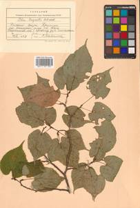 Tilia amurensis Rupr., Siberia, Russian Far East (S6) (Russia)