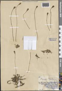 Oreomecon lapponica subsp. lapponica, Eastern Europe, Northern region (E1) (Russia)