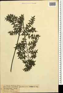 Ruscus aculeatus L., Caucasus, Abkhazia (K4a) (Abkhazia)