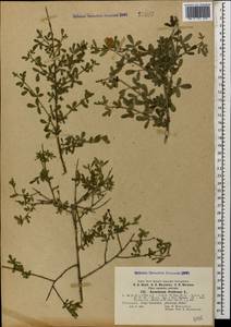 Chrysojasminum fruticans (L.) Banfi, Caucasus, Black Sea Shore (from Novorossiysk to Adler) (K3) (Russia)