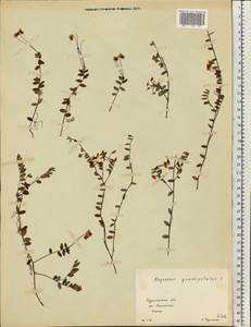 Vaccinium oxycoccos L., Eastern Europe, Northern region (E1) (Russia)