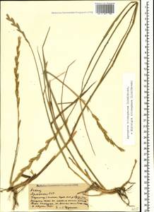 Thinopyrum intermedium subsp. intermedium, Caucasus, Armenia (K5) (Armenia)