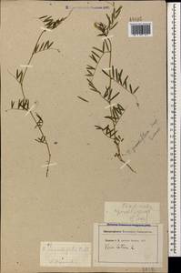 Vicia sativa subsp. nigra (L.)Ehrh., Caucasus, Stavropol Krai, Karachay-Cherkessia & Kabardino-Balkaria (K1b) (Russia)