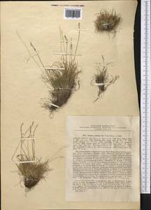 Festuca coelestis (St.-Yves) V.I.Krecz. & Bobrov, Middle Asia, Pamir & Pamiro-Alai (M2) (Kyrgyzstan)