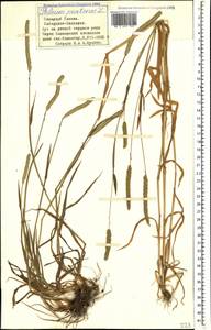 Phleum pratense L., Caucasus, Stavropol Krai, Karachay-Cherkessia & Kabardino-Balkaria (K1b) (Russia)