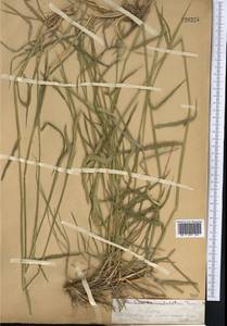 Hordeum brevisubulatum (Trin.) Link, Middle Asia, Western Tian Shan & Karatau (M3) (Kazakhstan)