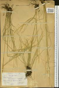 Stipa capillata L., Siberia, Western (Kazakhstan) Altai Mountains (S2a) (Kazakhstan)