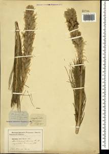 Asphodeline taurica (Pall. ex M.Bieb.) Endl., Crimea (KRYM) (Russia)