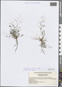 Eragrostis amurensis Prob., Eastern Europe, Middle Volga region (E8) (Russia)