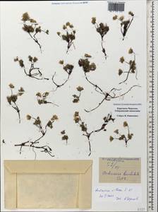 Androsace villosa L., Caucasus, Stavropol Krai, Karachay-Cherkessia & Kabardino-Balkaria (K1b) (Russia)