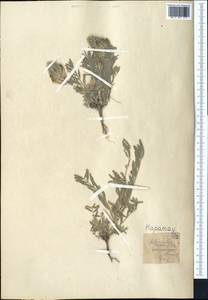 Astragalus cyrtobasis Bunge ex Boiss., Middle Asia, Western Tian Shan & Karatau (M3) (Kazakhstan)