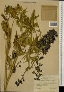 Delphinium flexuosum M. Bieb., Caucasus, South Ossetia (K4b) (South Ossetia)