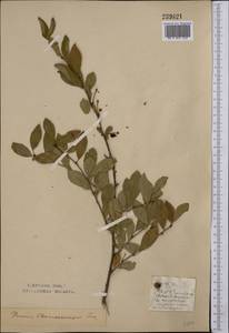 Prunus fruticosa Pall., Middle Asia, Northern & Central Kazakhstan (M10) (Kazakhstan)