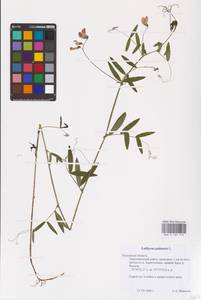 Lathyrus palustris L., Eastern Europe, Central region (E4) (Russia)