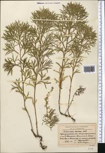 Artemisia sericea (Besser) Weber ex Stechm., Middle Asia, Northern & Central Kazakhstan (M10) (Kazakhstan)
