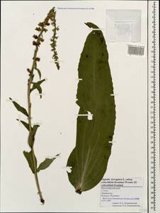 Digitalis ferruginea subsp. schischkinii (Ivanina) K. Werner, Caucasus, Black Sea Shore (from Novorossiysk to Adler) (K3) (Russia)