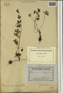 Geranium dissectum L., Australia & Oceania (AUSTR) (Australia)