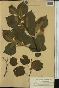 Tilia platyphyllos Scop., Western Europe (EUR) (Austria)