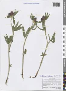 Trifolium alpestre L., Eastern Europe, Lower Volga region (E9) (Russia)
