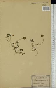Trifolium fragiferum L., Eastern Europe, South Ukrainian region (E12) (Ukraine)