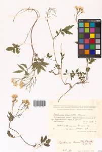 Cardamine leucantha (Tausch) O. E. Schulz, Siberia, Russian Far East (S6) (Russia)