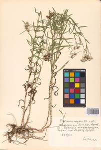 Achillea ptarmica L., Eastern Europe, Moscow region (E4a) (Russia)