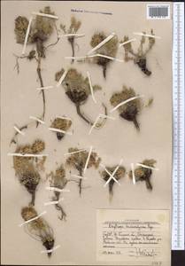 Oxytropis trichocalycina Bunge, Middle Asia, Western Tian Shan & Karatau (M3) (Uzbekistan)