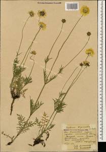 Scabiosa bipinnata C. Koch, Caucasus, South Ossetia (K4b) (South Ossetia)