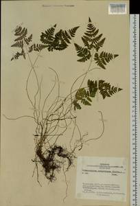 Gymnocarpium jessoense (Koidz.) Koidz., Siberia, Altai & Sayany Mountains (S2) (Russia)
